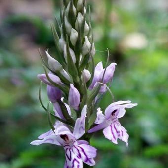 Dactylorhiza fuchsii