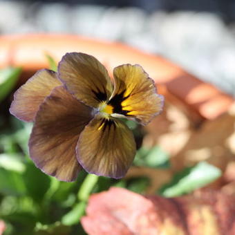 Viola cornuta  'Irish Molly'