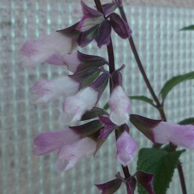 Salvia 'Waverly' - 