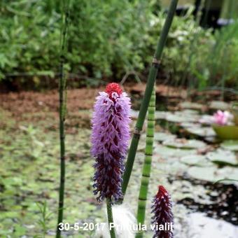 Primula vialii