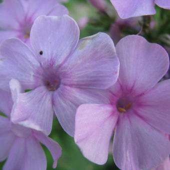 Phlox paniculata 'Rijnstroom'