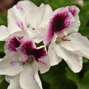 Pelargonium 'Cézanne'