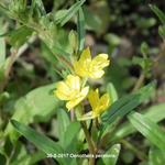 Oenothera perennis - 