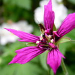 Geranium x oxonianum 'Catherine Deneuve' - Geranium x oxonianum 'Catherine Deneuve'