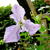 Clematis viticella 'Betty Corning'