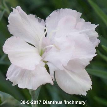 Dianthus 'Inchmery'