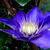 Clematis 'Multi Blue'