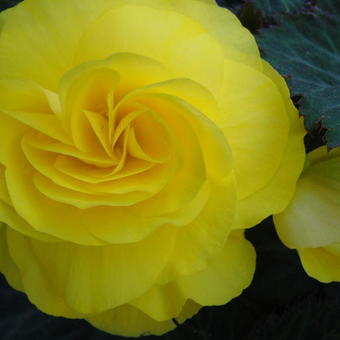 Begonia x tuberhybrida