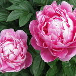 Paeonia lactiflora 'Victoire de la Marne' - 