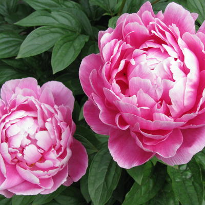 Paeonia lactiflora 'Victoire de la Marne'