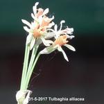 Tulbaghia alliacea - 