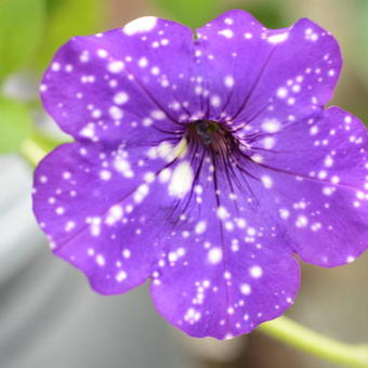 Petunia 'Night Sky'