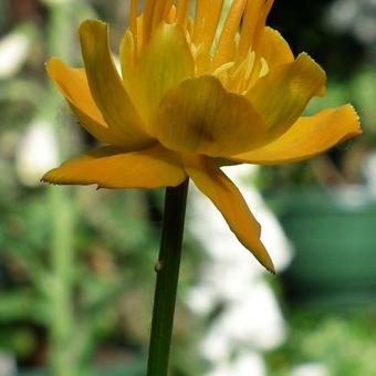 Trollius chinensis 'Golden Queen'