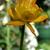 Trollius chinensis 'Golden Queen'