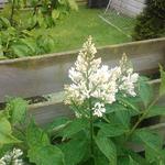 Syringa x josiflexa 'Agnes Smith' - 