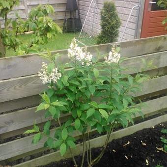 Syringa x josiflexa 'Agnes Smith'