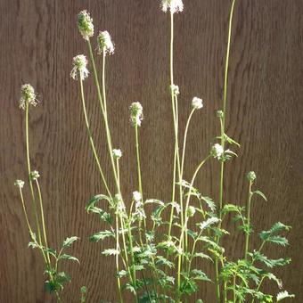 Sanguisorba minor