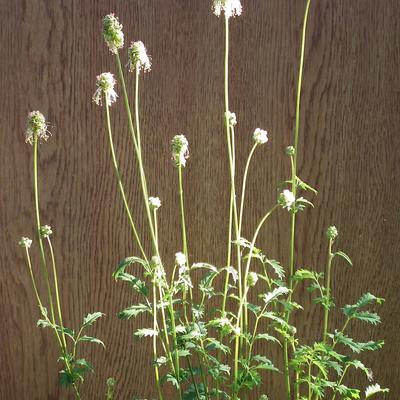 Sanguisorba minor - Kleiner Wiesenknopf - Sanguisorba minor