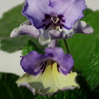 Streptocarpus 'HARLEQUIN Blue'