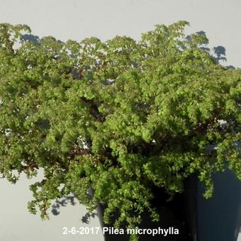 Pilea microphylla