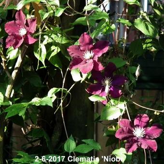 Clematis 'Niobe'