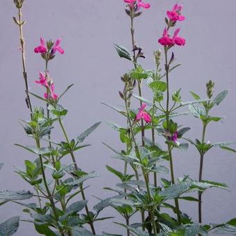 Salvia x jamensis 'Maraschino'