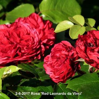 Rosa 'Red Leonardo da Vinci'