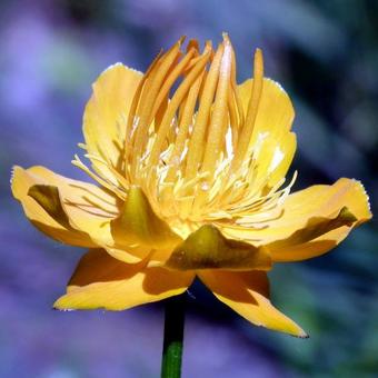 Trollius chinensis 'Golden Queen'