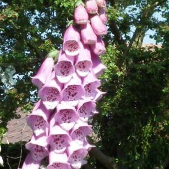 Digitalis purpurea