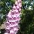 Digitalis purpurea