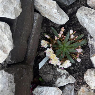 Lewisia longipetala 'LITTLE Mango' - 