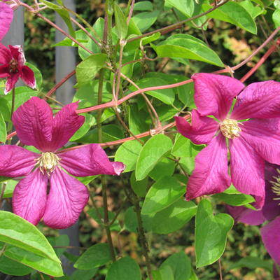 Clematis 'Voluceau' - 