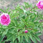 Paeonia lactiflora 'Bunker Hill' - 