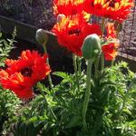 Papaver orientale 'Türkenlouis' - 