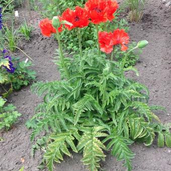 Papaver orientale 'Türkenlouis'