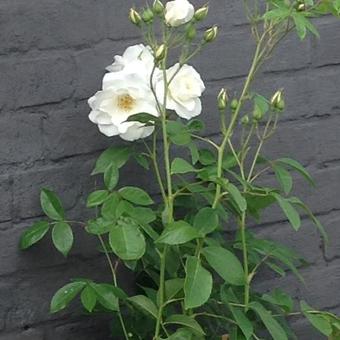 Rosa 'Climbing Schneewittchen'