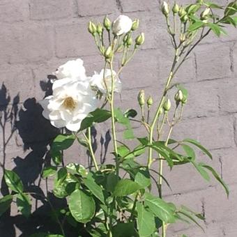 Rosa 'Climbing Schneewittchen'