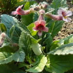 Rehmannia henryi - 