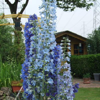 Delphinium 'Blue Bird' - Delphinium 'Blue Bird'