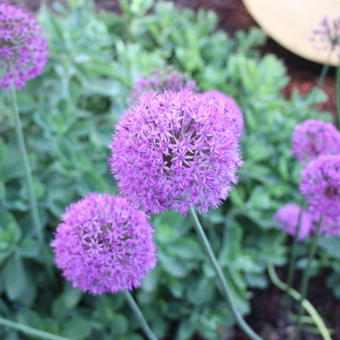 Allium aflatunense