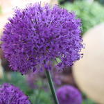 Allium aflatunense - 