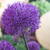 Allium aflatunense