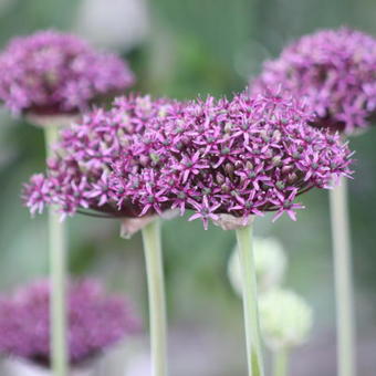 Allium atropurpureum