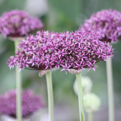 Allium atropurpureum - Schwarzpurpurner Lauch - Allium atropurpureum