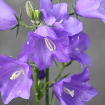 Campanula persicifolia 'Telham Beauty'