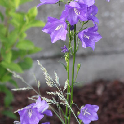 Campanula persicifolia 'Telham Beauty' - Campanula persicifolia 'Telham Beauty'