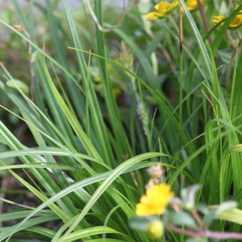 Carex oshimensis 'Evergreen'