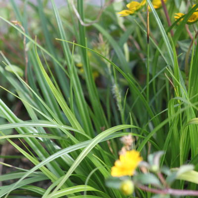 Carex oshimensis 'Evergreen' - Carex oshimensis 'Evergreen'