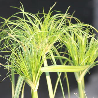 Cyperus papyrus