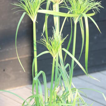 Cyperus papyrus